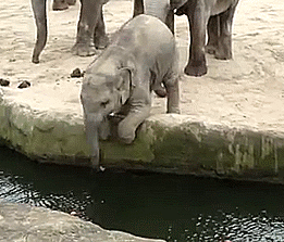 Baby GIF. Dieren Olifant Baby Hallo Gifs 