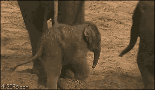 Dieren Olifant Gifs animalsbeingjerks klop 