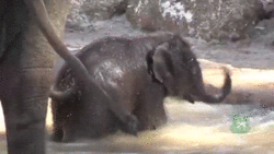 Olifant GIF. Dieren Olifant Gifs 