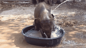 Olifant GIF. Dieren Olifant Gifs 
