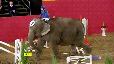 Dieren Olifant Gifs 