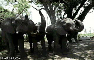 Dieren Olifant Gifs spotprent dumbo bw 