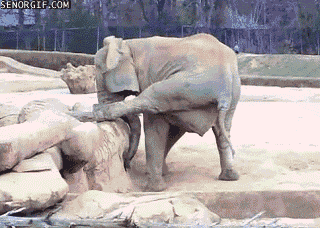 Dieren Olifant Gifs bus 