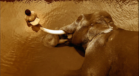 Dieren Olifant Gifs 