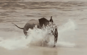 Olifant GIF. Dieren Olifant Baby Gifs Nom 