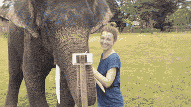 Dieren Olifant Gifs 