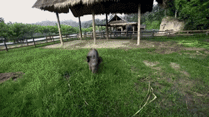 Olifant GIF. Dieren Olifant Gifs Psychadelic 