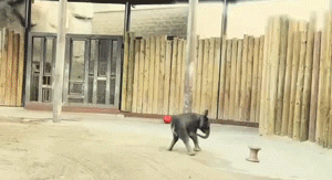 Olifant GIF. Dieren Olifant Gifs 