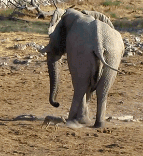 Dieren Afrika Olifant Gifs 