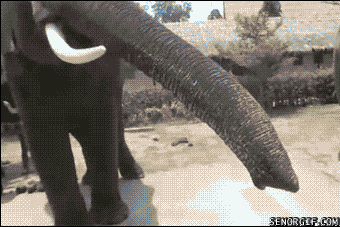 Dieren Olifant Parachutespringen Gifs 