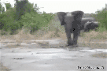 Dieren Olifant Gifs snoeklepel 