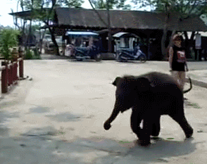 Olifant GIF. Dieren Olifant Gifs 