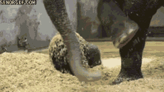 Dieren Olifant Gifs upvote 
