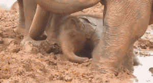 Olifant GIF. Dieren Olifant Gifs 