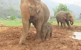 Dieren Olifant Gifs snoeklepel 