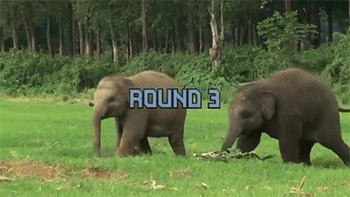 Dieren Olifant Gifs cinemagraph 