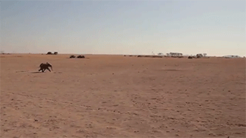 Dieren Geboorte Olifant Gifs 