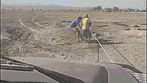 Olifant GIF. Dieren Cartoons Schattig Olifant Gifs Klassiek Dumbo 