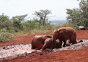 Olifant GIF. Dieren Olifant Gifs 