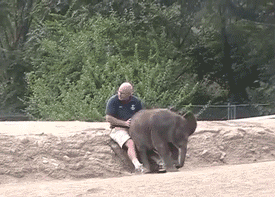 Olifant GIF. Dieren Olifant Gifs Lint 