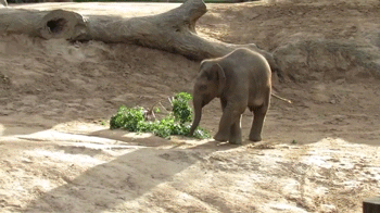 Dieren Olifant Dronken Gifs 