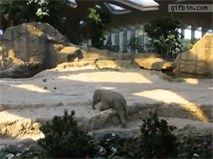 Olifant GIF. Dieren Olifanten Olifant Gifs 