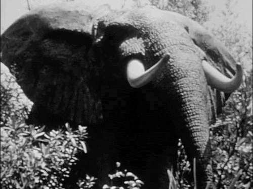 Dieren Olifant Gifs 