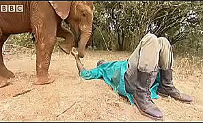 Olifant GIF. Dieren Olifant Gifs 