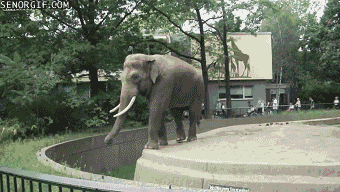 Dieren Olifant Darts Gifs til 