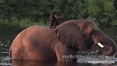 Dieren Olifant Gifs 