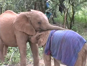 Baby GIF. Dieren Olifant Baby Gifs 