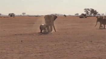 Dieren Wandelen Olifant Gifs 