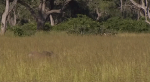 Olifant GIF. Dieren Olifant Gifs 