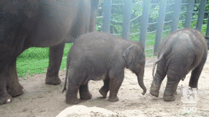 Olifant GIF. Dieren Olifant Gifs Haters 