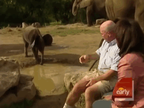 Olifant GIF. Dieren Olifant Baby Gifs Offsides 