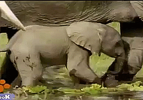 Olifant GIF. Dieren Olifant Gifs Dier 