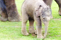 Olifant GIF. Dieren Olifant Gifs Wasteds 