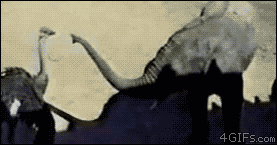 Olifant GIF. Dieren Grappig Strand Olifanten Thailand Schattig Olifant Gifs Massage Man Phuket 