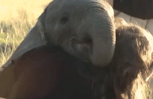 Olifant GIF. Dieren Olifant Baby Gifs 