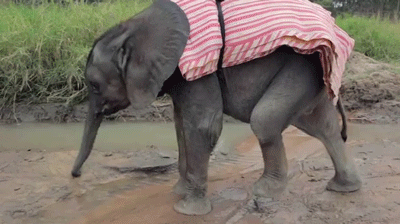 Dieren Olifant Gifs 
