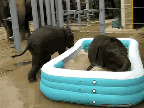 Dieren Kunst Olifant Gifs schilderij 