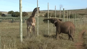 Olifant GIF. Dieren Olifant Parachutespringen Gifs 