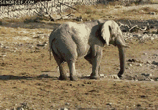 Dieren Olifant Gifs 