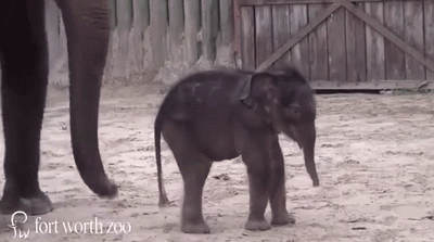 Dieren Olifant Gifs 