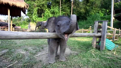 Dieren Film Olifant Kleur Gifs dumbo 