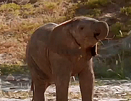 Olifant GIF. Dieren Kunst Olifant Gifs Schilderij 