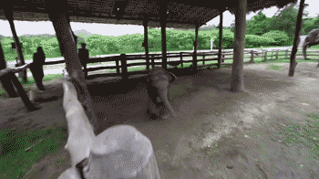 Dieren Olifant Golven Gifs vaarwel 