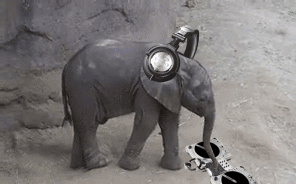 Olifant GIF. Dieren Olifant Gifs 