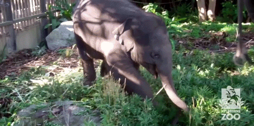 Dieren Olifant Gifs 