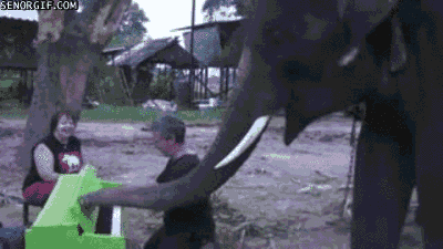 Dieren Olifant Gifs bus 